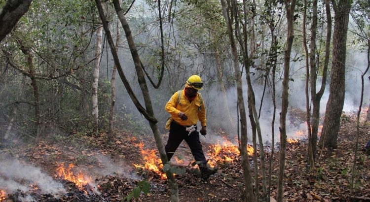 8 incendios forestales se han presentado en Chetumal: CONAFOR
