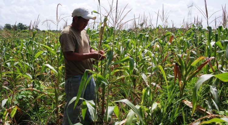 Disminuyen las actividades agrícolas y ganaderas en Quintana Roo