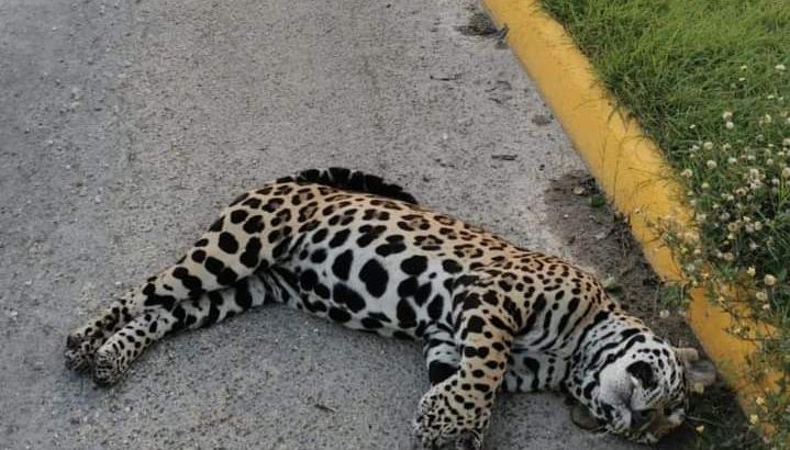 Atropellan a un jaguar sobre la carretera Cancún-Chetumal