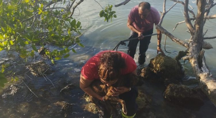 Rescatan a una perrita en la bahía de Chetumal
