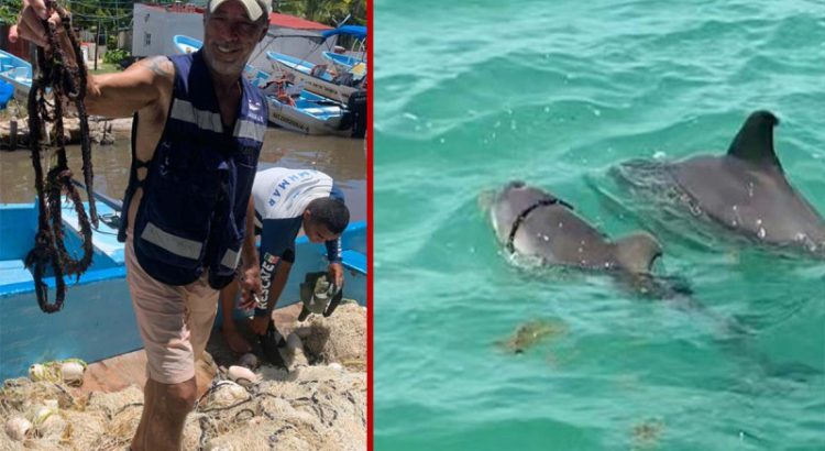 Activistas de Quintana Roo liberaron a un delfín enredado en una cuerda
