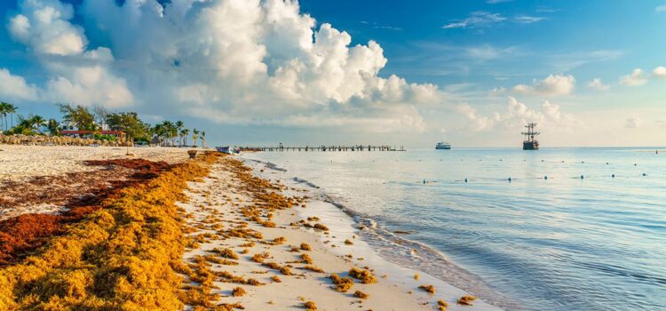 Llegada de sargazo a las playas de Quintana Roo reduce un 11% de PIB