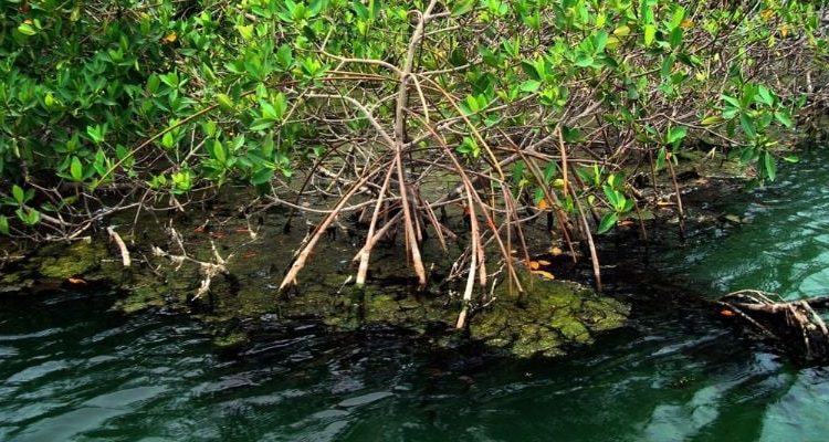 Manglares de Puerto Morelos es declarada nueva área natural protegida en Quintana Roo