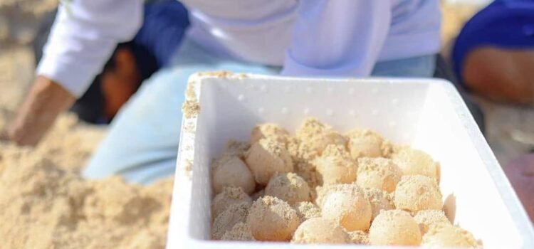 Registran buena anidación de tortugas en campamentos de Cancún
