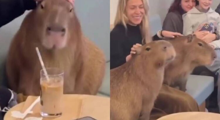 Abrirán cafetería con capibaras en Moscú