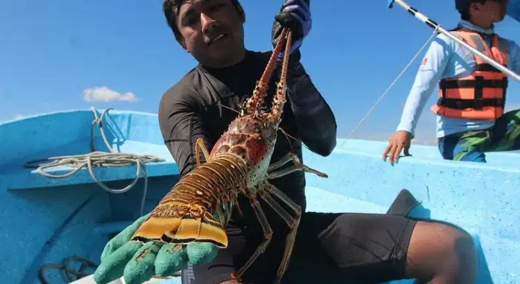 Baja la captura de langosta en Punta Allen