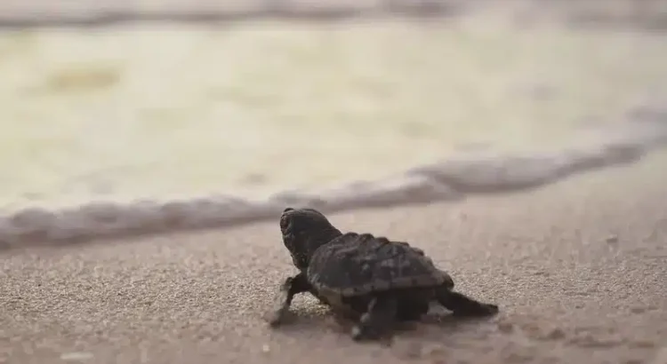 Anidan más de 200 mil crías de tortuga en la Riviera Maya