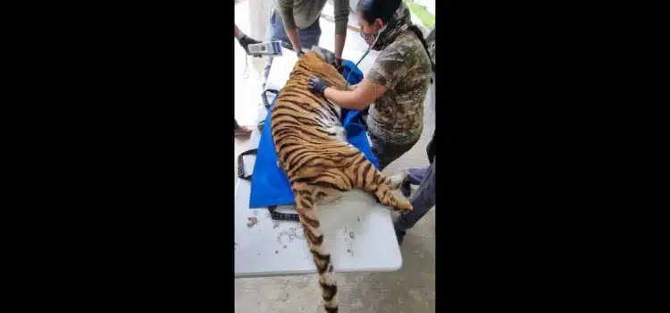 Profepa rescata un tigre durante cateo en Cancún