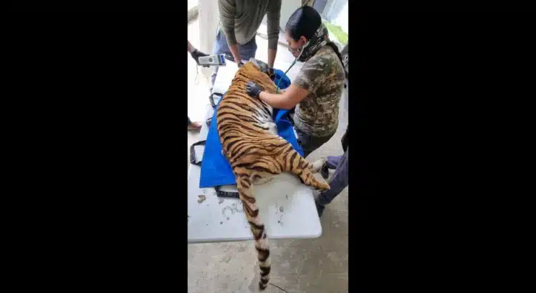 Profepa rescata un tigre durante cateo en Cancún