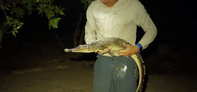 Descubren dos nuevas especies de cocodrilo en Quintana Roo