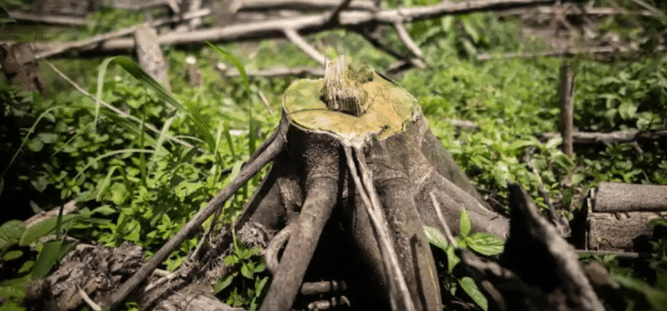 México entra al Top 10 de países con mayor pérdida de bosques en el mundo