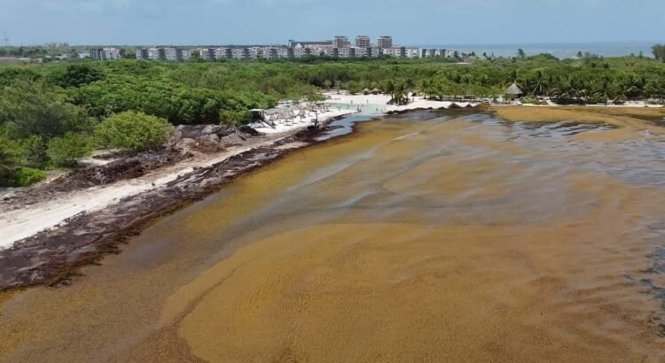 Llegarán a QRoo 200 elementos más de la Marina para el combate al sargazo