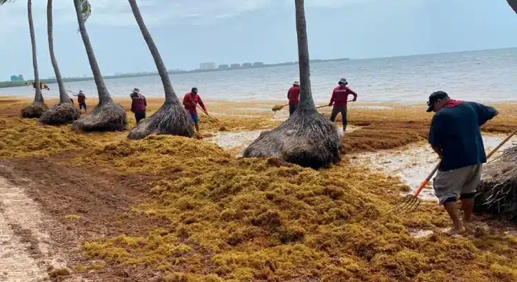 El 2025 sería el año de mayor arribo de sargazo a las playas: UNAM