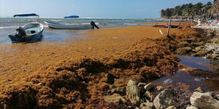 Llegarán más sargazo a playas de Quintana Roo