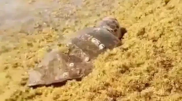 Tortuga queda atrapada entre el sargazo en Tulum Tortuga queda atrapada entre el sargazo en Tulum