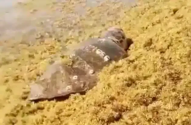 Tortuga queda atrapada entre el sargazo en Tulum