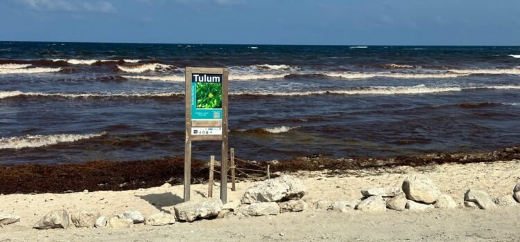 Sargazo duplicó su arribo a Tulum durante el primer semestre de 2025