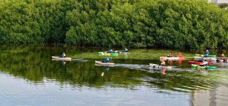 Preparan jardines de manglares para su conservación en Cancún