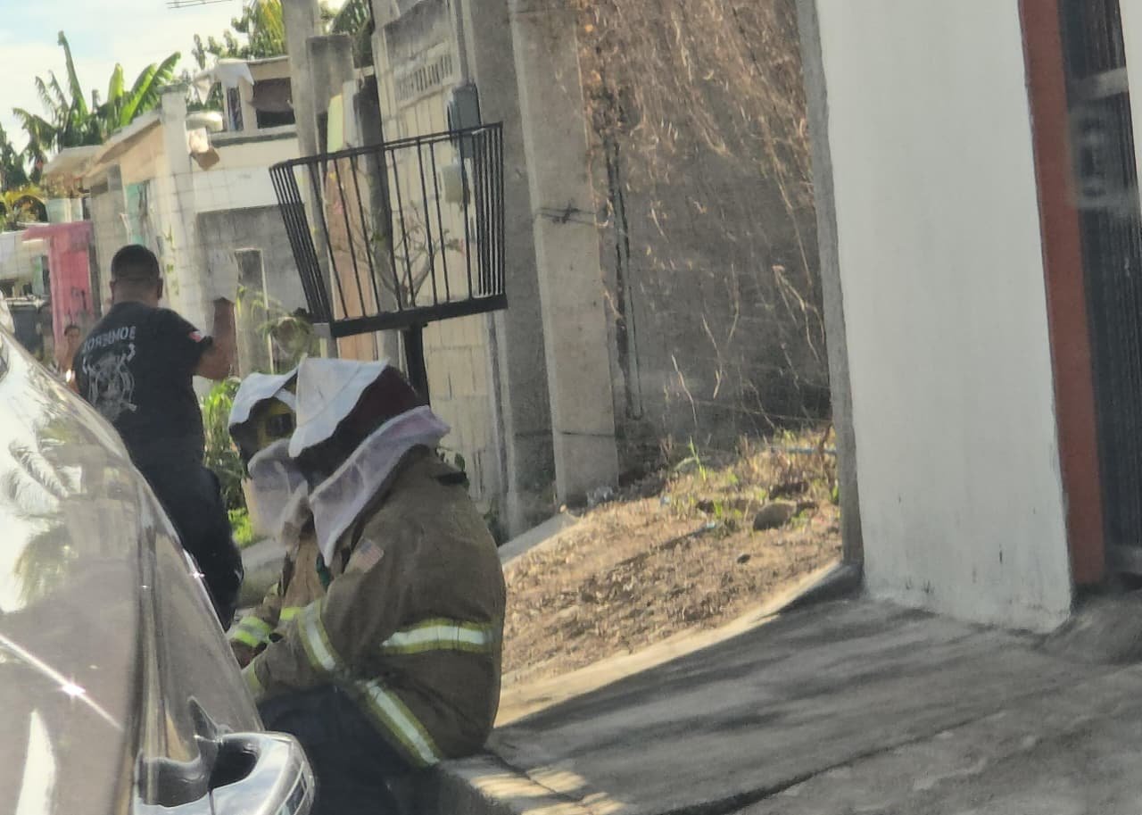 Deja 4 personas heridas ataque de abejas en Chetumal