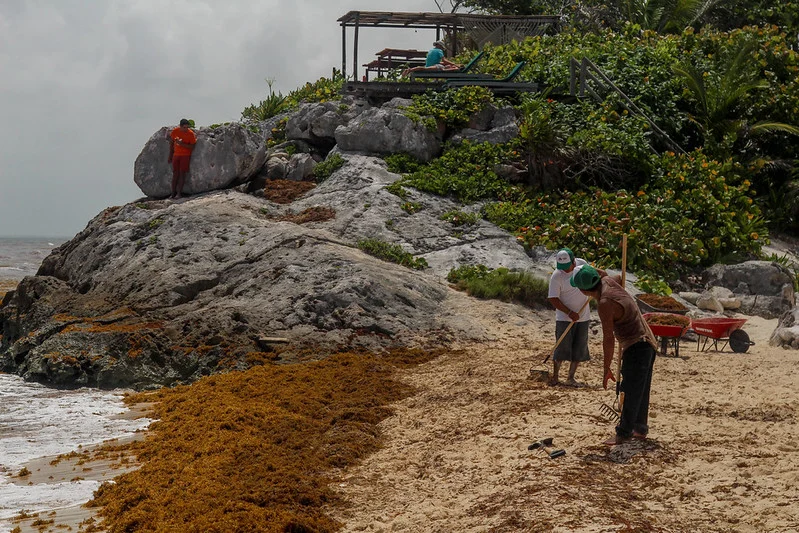 Pescadores pierden toneladas de langosta por llegada anticipada de sargazo a Quintana Roo