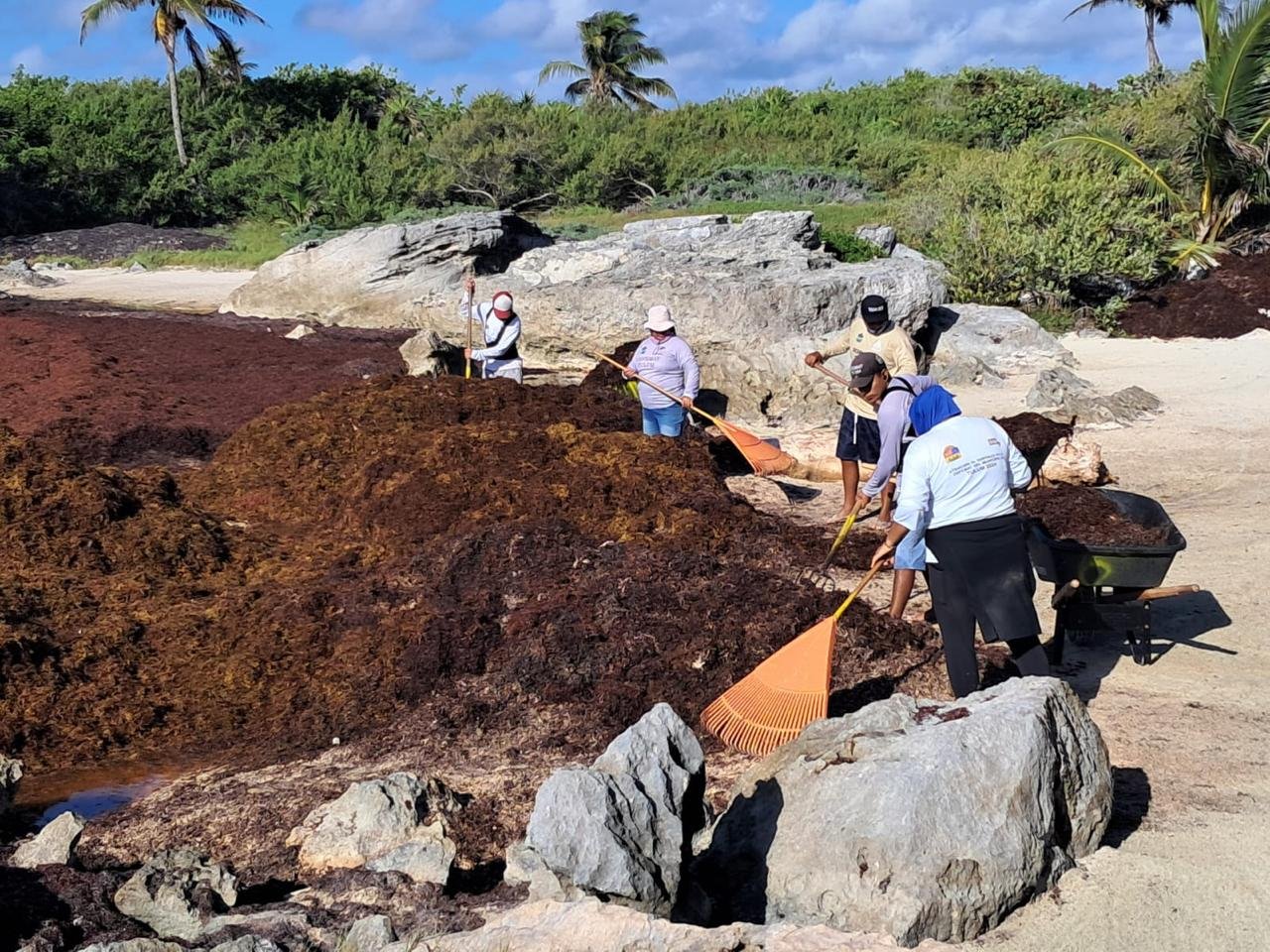 Semar destina 70 elementos más para recolección de sargazo en Tulum