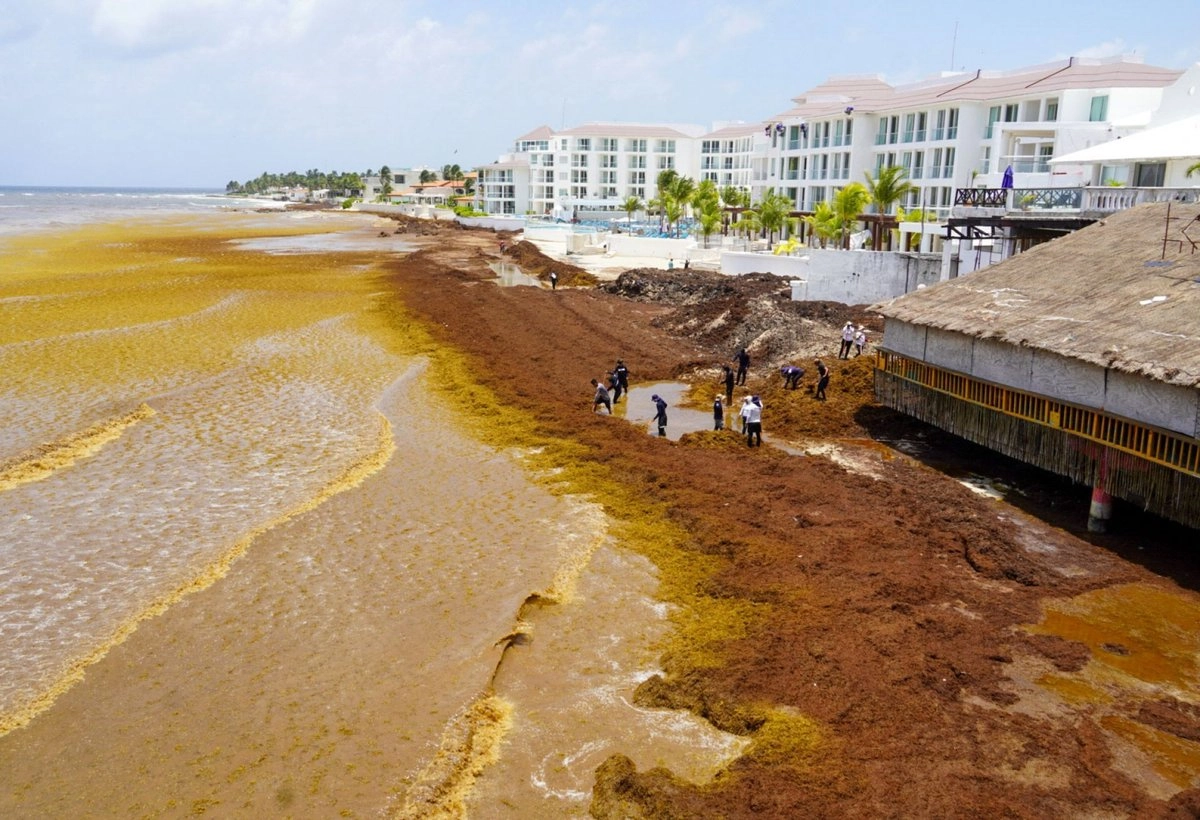 Sargazo amenaza la temporada de langosta en Quintana Roo; pescadores temen pérdidas