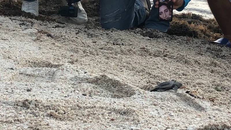 En Playa del Carmen fortalecen acciones para la protección de tortugas marinas