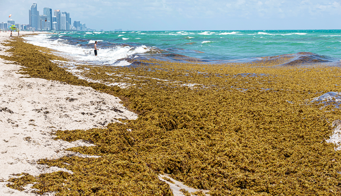 Fonatur coordina estrategia contra el sargazo en 66 playas de Quintana Roo